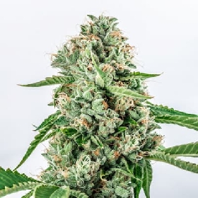 Melon Gum > Vision Seeds