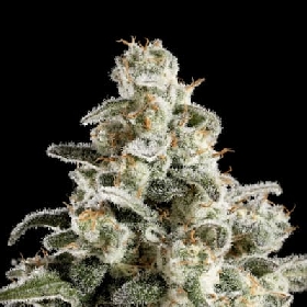 Melonade-K > Kannabia Seeds
