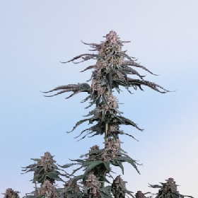 Mendo Cherry Cookies Auto > Fast Buds Company