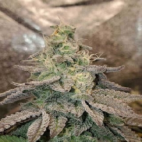 Michigan Mints > Tramuntana Seeds