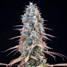 Micro Batch R&D > Cookies Seedbank