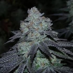 Milybarz > Bask Triangle Farms