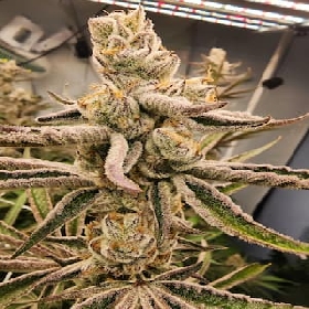 Mimosa x Chimera #3 > Sweet Seeds