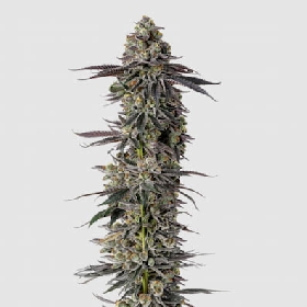 Mimosa Gusher > Growers Choice