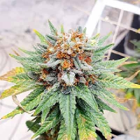 Mimosa Mints > Tramuntana Seeds