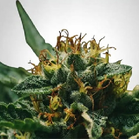 Mimosa > The Bulldog Seeds