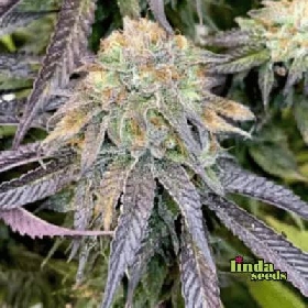 Mimosa x Orange Punch > Linda Seeds