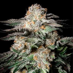 Mint Candy > Silent Seeds