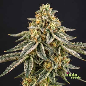 Miracle Alien Cookies > Linda Seeds
