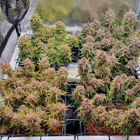 Mix Pack Auto > Fast Buds