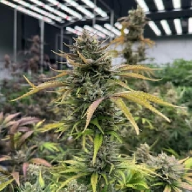 Mix Pack Auto RF3 > Fast Buds