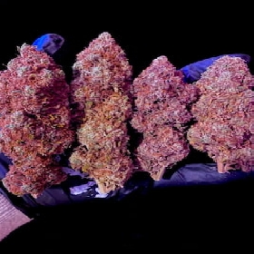 Mix Pack Fast Flowering > Fast Buds