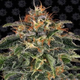 Moby Dick > Barneys Farm