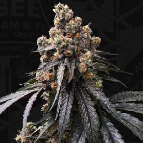 Mona Lisa x Original Bubblegum > T.H.Seeds