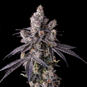 Mora Azul > Compound Genetics Seeds
