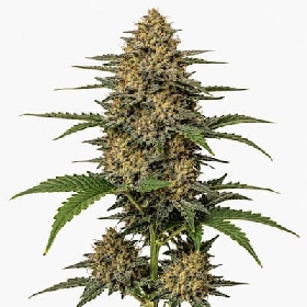 Motorbreath x K-Mintz > Ripper Seeds