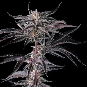 Nakamarra > Compound Genetics Seeds
