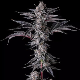 New Money > Compound Genetcis Seeds