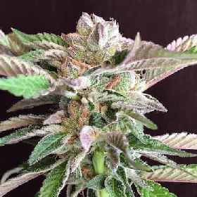 Night on Earth > Mamiko Seeds