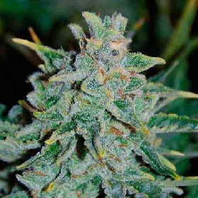 Northern Light Blue > Delicious Seeds