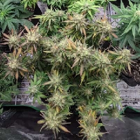 Northern Lights > Barneys Farm