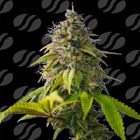 Orange Biscuit > Original Sensible Seeds