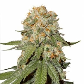 Orange Bud 2.0 > Dutch Passion