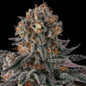 Orange Moon > Compound Genetics Seeds