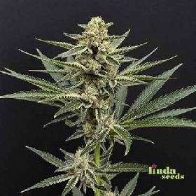 Oreoz > Linda Seeds