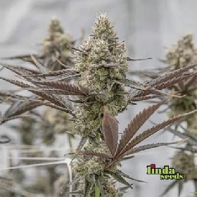 Oreoz > Linda Seeds