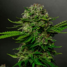 Oreoz x Spritzer > Vision Seeds