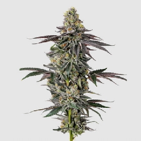 Original Oreoz > Growers Choice