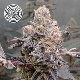 Original Sunset Sherbert > Enigma Genetics