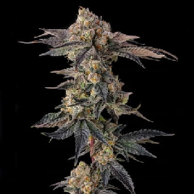 Pamellowz > Compound Genetics