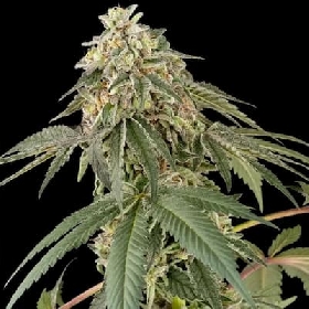 Papaya Roll > White Label Seeds