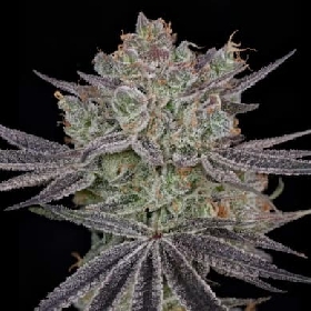 Papaya Sour Spritz > Green House Seeds