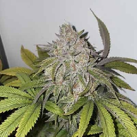 Papaya Sunset > Elev8 Seeds