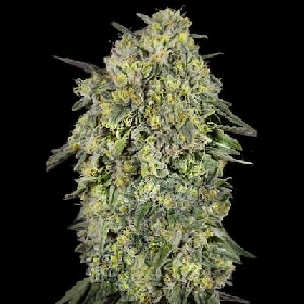 Papaya Triploid > Advanced Seeds