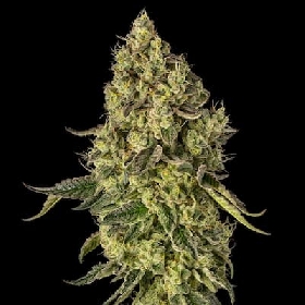 Peach Cake > Silent Seeds