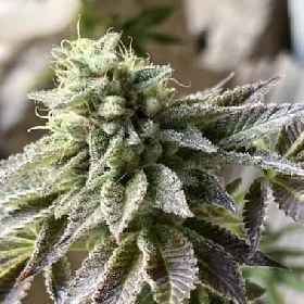 Peach Zcream > Bask Triangle Farms