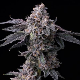 Permanent Marker x Triple Scoop > Cookies Seedbank