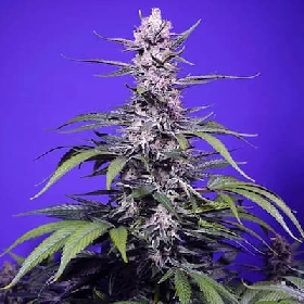 Permanent Marker XL Auto > Sweet Seeds