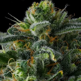 Philbo Baggins > Compound Genetics Seeds