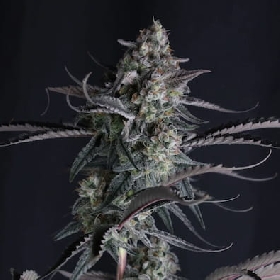 Pineapple OG Auto > Fast Buds Company