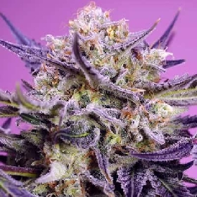 Pink Guava F1 Fast Version > Sweet Seeds