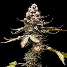 Pink Truffle > World Breeders