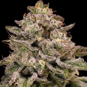 Pistachio Churro Auto > Anesia Auto