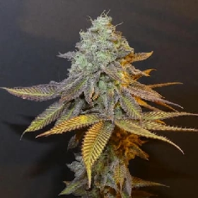 Planet Express > Bask Triangle Farms