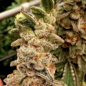 Platinum Capone > Elev8 Seeds