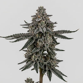 Platinum Glue x Runtz > Ripper Seeds